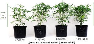 How do temperature settings impact THC vaporization efficiency?